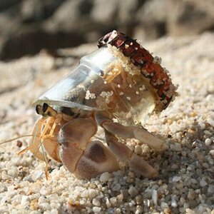 Hermit Crab.jpg