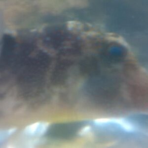 pufferfish2.jpg