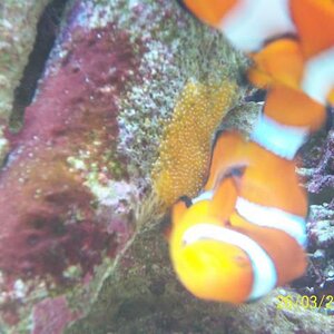 clown fish spawn 019.jpg