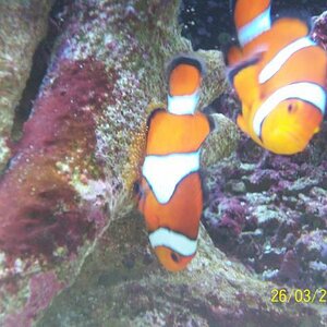clown fish spawn 022.jpg