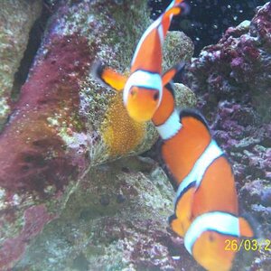 clown fish spawn 025.jpg