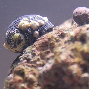 nerite snail.jpg