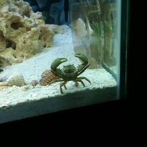 emerald crab.jpg
