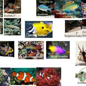 Fish Choices.jpg