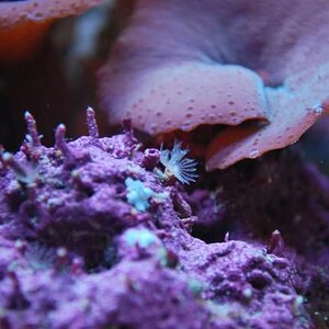 tube worm 2 (1280x857).jpg