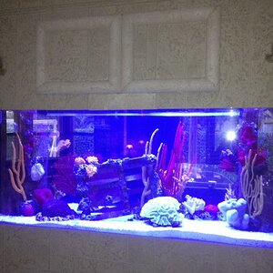 fish tank.JPG