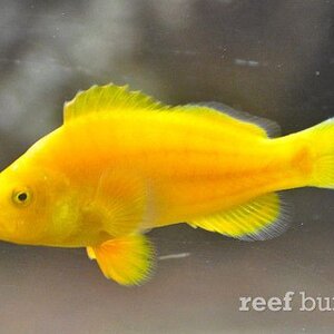 the-golden-clownfish1-620x419.jpg