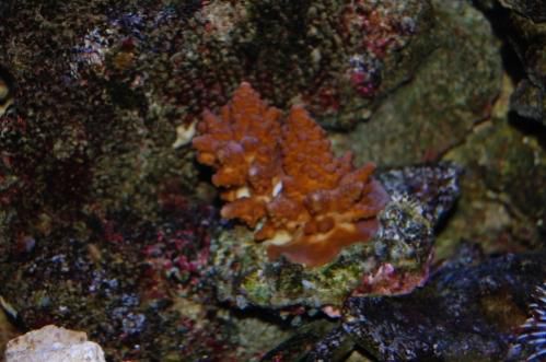 006 Acropora with crab resized 1.jpg