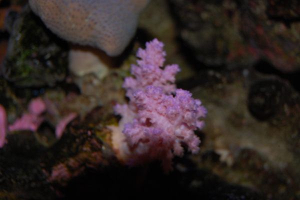 006 pink coral resized.jpg