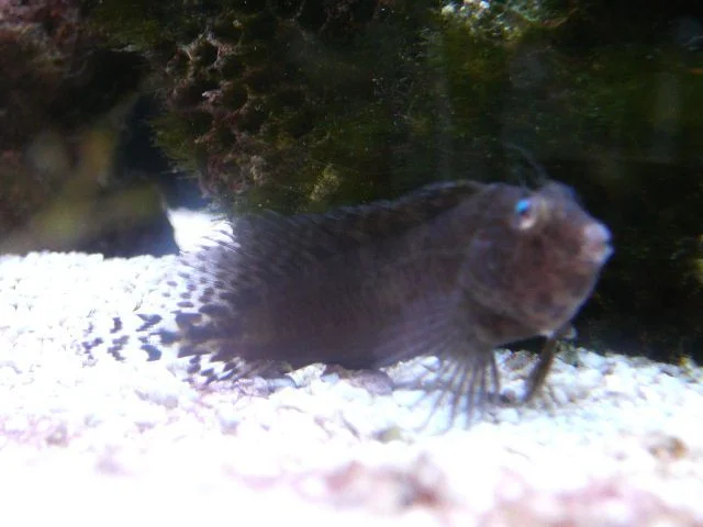 110 - Cashews the Snailfin Blenny.JPG