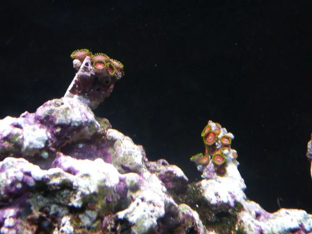 146 - Eagleeye Zoas Placed.jpg