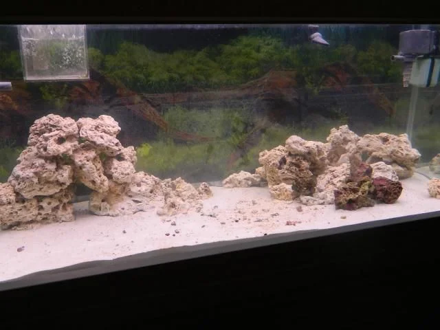 75 gallon salt 006.jpg