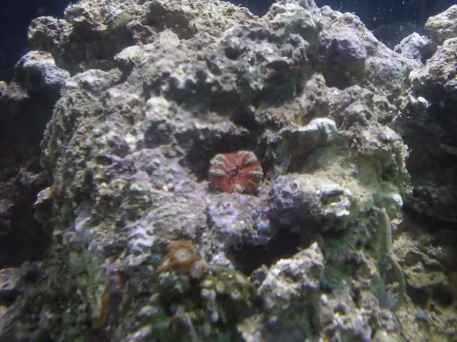 acan.jpg