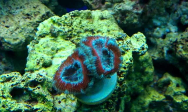 ACAN.jpg