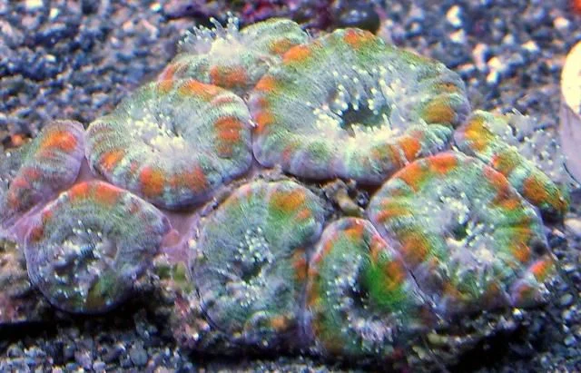 acan2.jpg