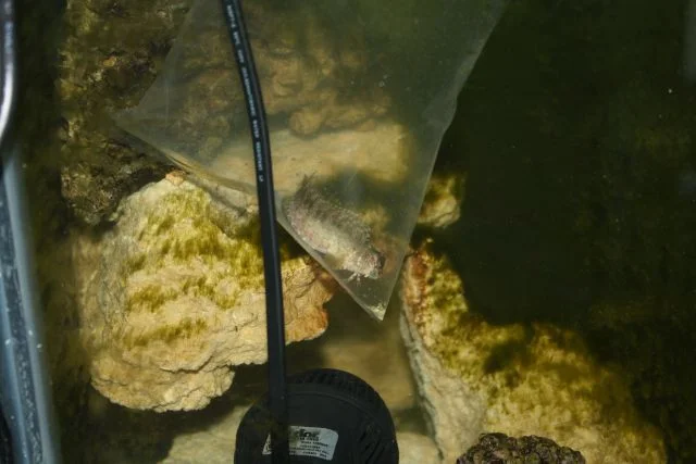 blenny in a bag.jpg