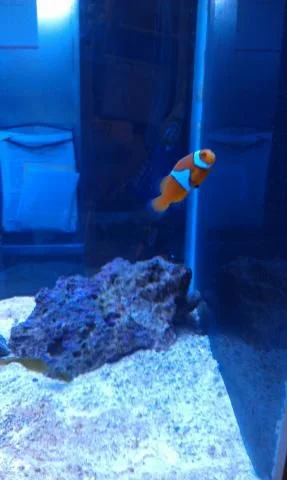 clown fish.jpg