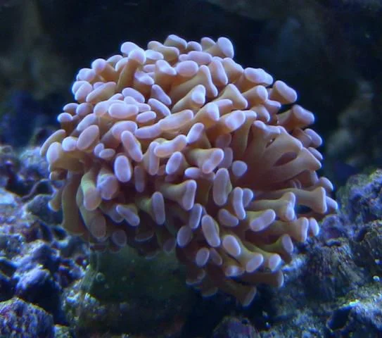 Coral-3.jpg