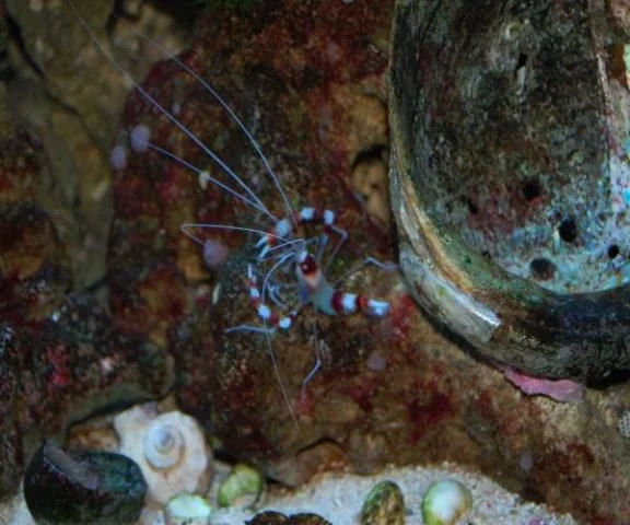 DSC_0441 banded shrimp resized.jpg