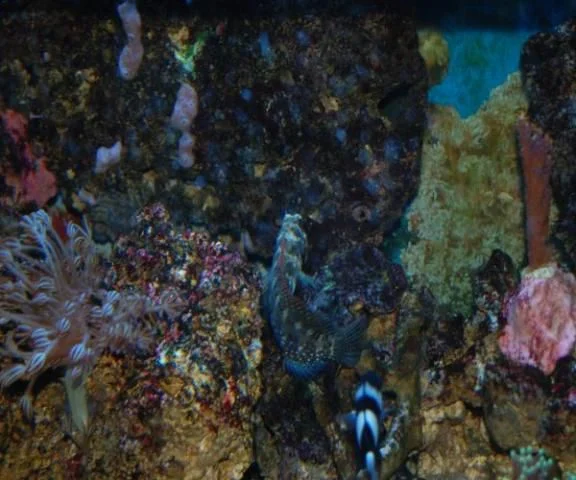 DSC_0442 algae blenny resized.jpg