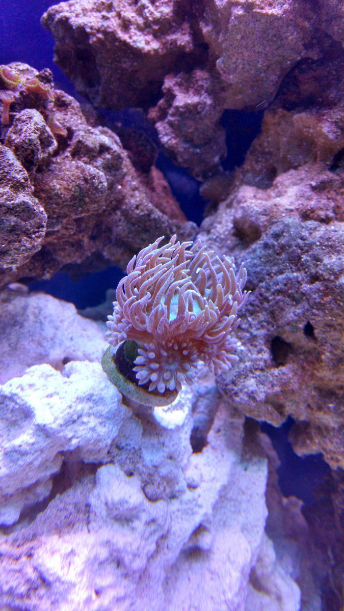 Duncan coral.jpg