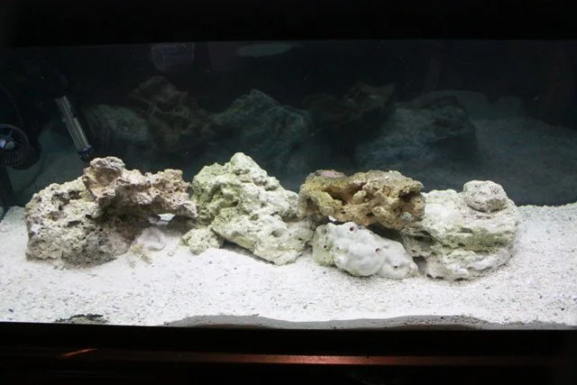 fish tank 16.jpg