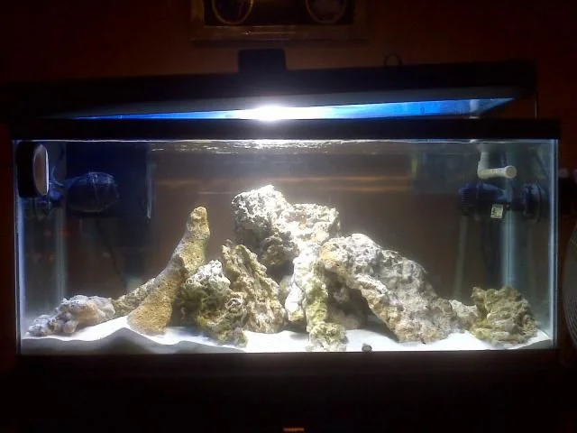 fish_tank_pic_1.jpg