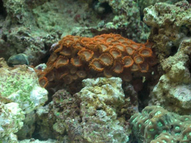 FlamePolyp3.jpg