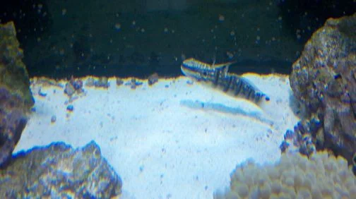 Goby-1.jpg