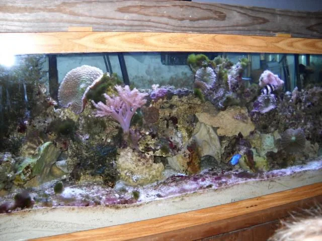 MY SOFT CORAL REEF TANK.jpg