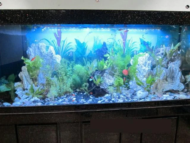 my tank06.jpg