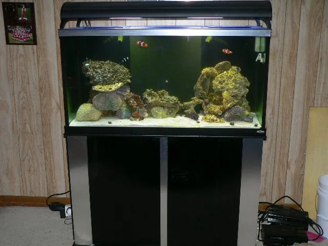 New Tank Set Up.JPG