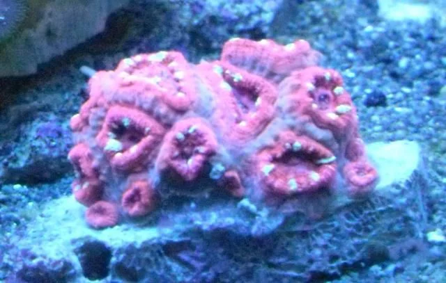 Pinkacan.jpg