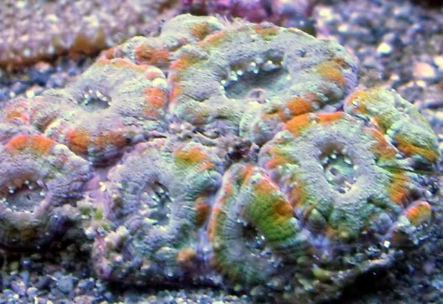 Rainbowacan.jpg