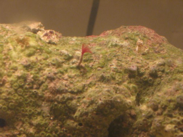 red worm.jpg