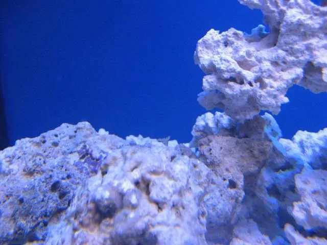 reef tank 001sm.jpg