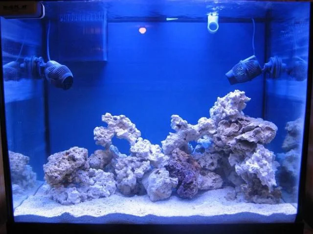 reef tank 002sm.jpg