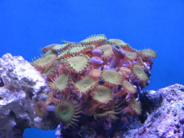 reef tank 016sm.jpg