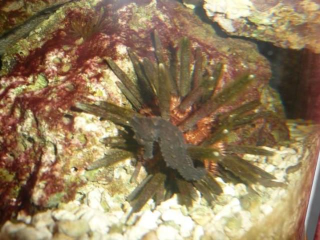 sea urchin with sea horse.jpg