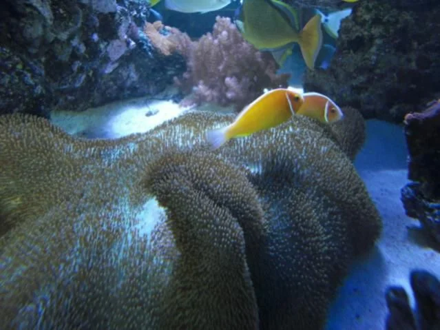 store reef 077.jpg