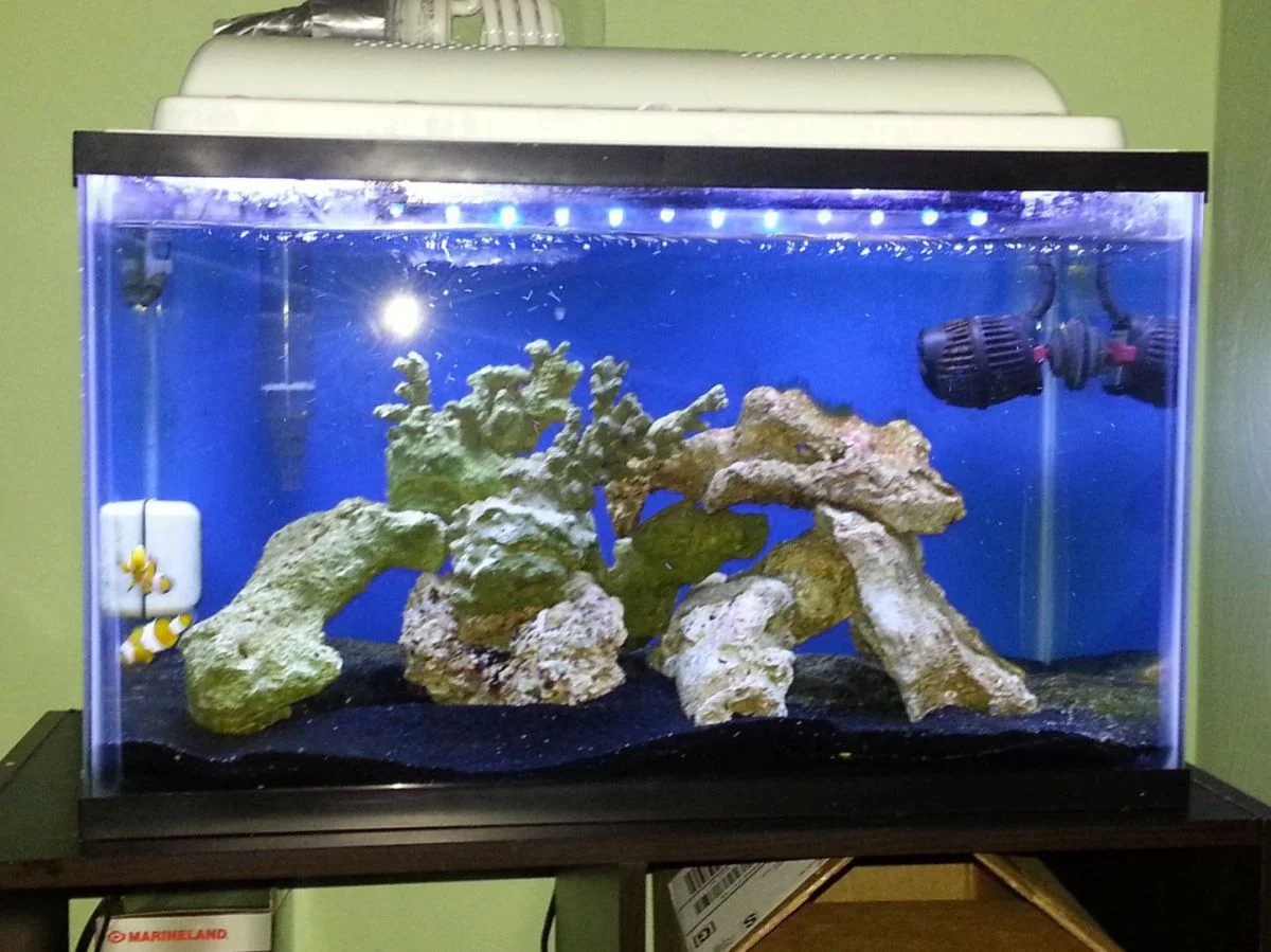 Tank Day 15[1].jpg