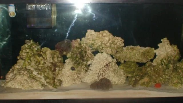 tank photos 002.jpg