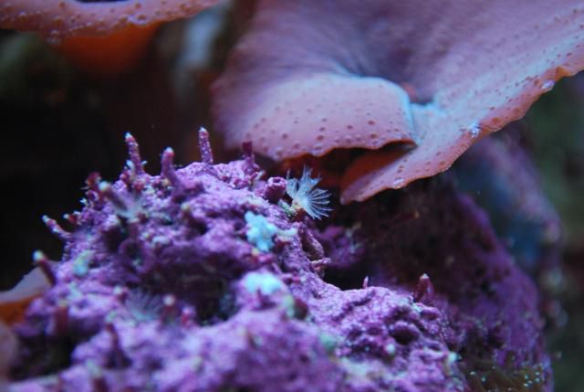 tube worm 2 (1280x857).jpg