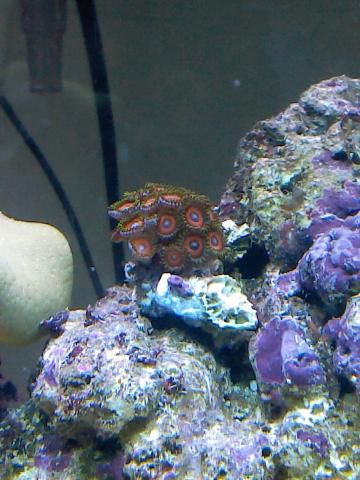 Zoanthid Coral.jpg