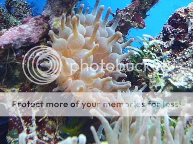 anemonebubbledbaby.jpg