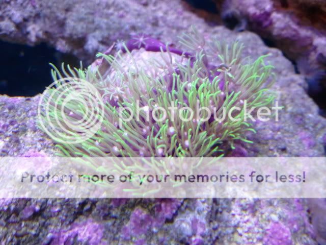 greenstarpolyps.jpg