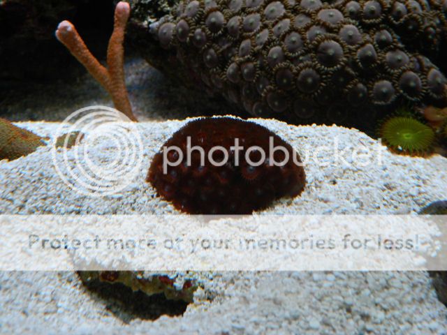 0269-RedZoas.jpg