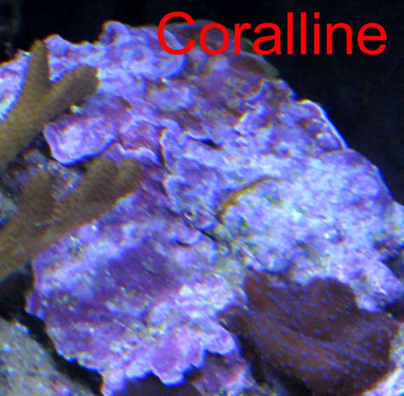 Oct2010Coralline2.jpg
