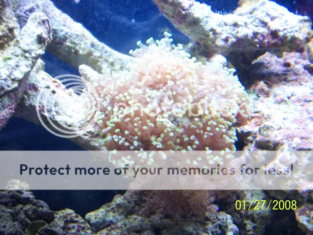 Aquarium426.jpg