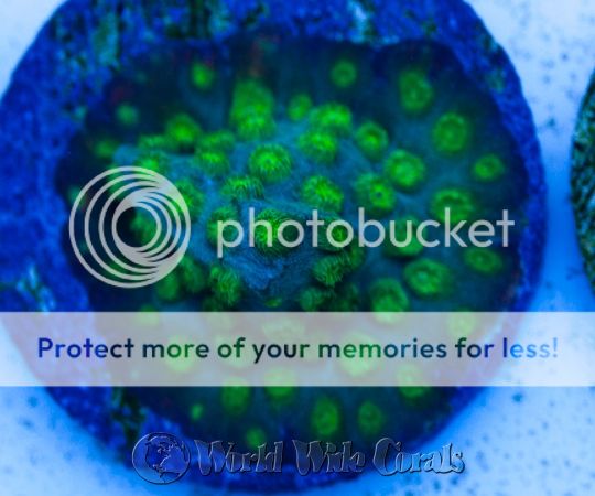 LimeGreenCyphastrea_zpscb098562.jpg